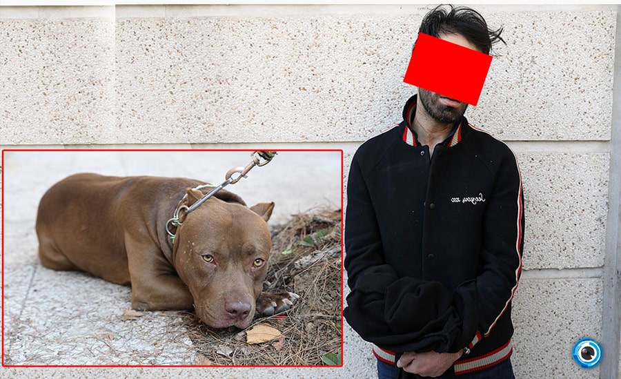 سرقت سگ؛ مجازات سگ دزدی در قانون!